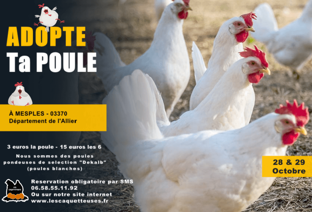 Complet Sauvetage De Poules De R Forme Mesples Le Octobre Les Caquetteuses